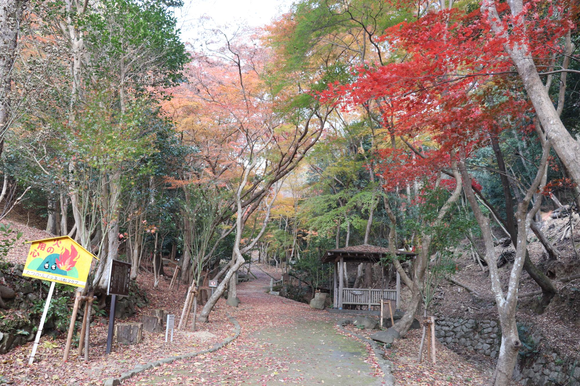 12月3日現在紅葉谷紅葉写真2