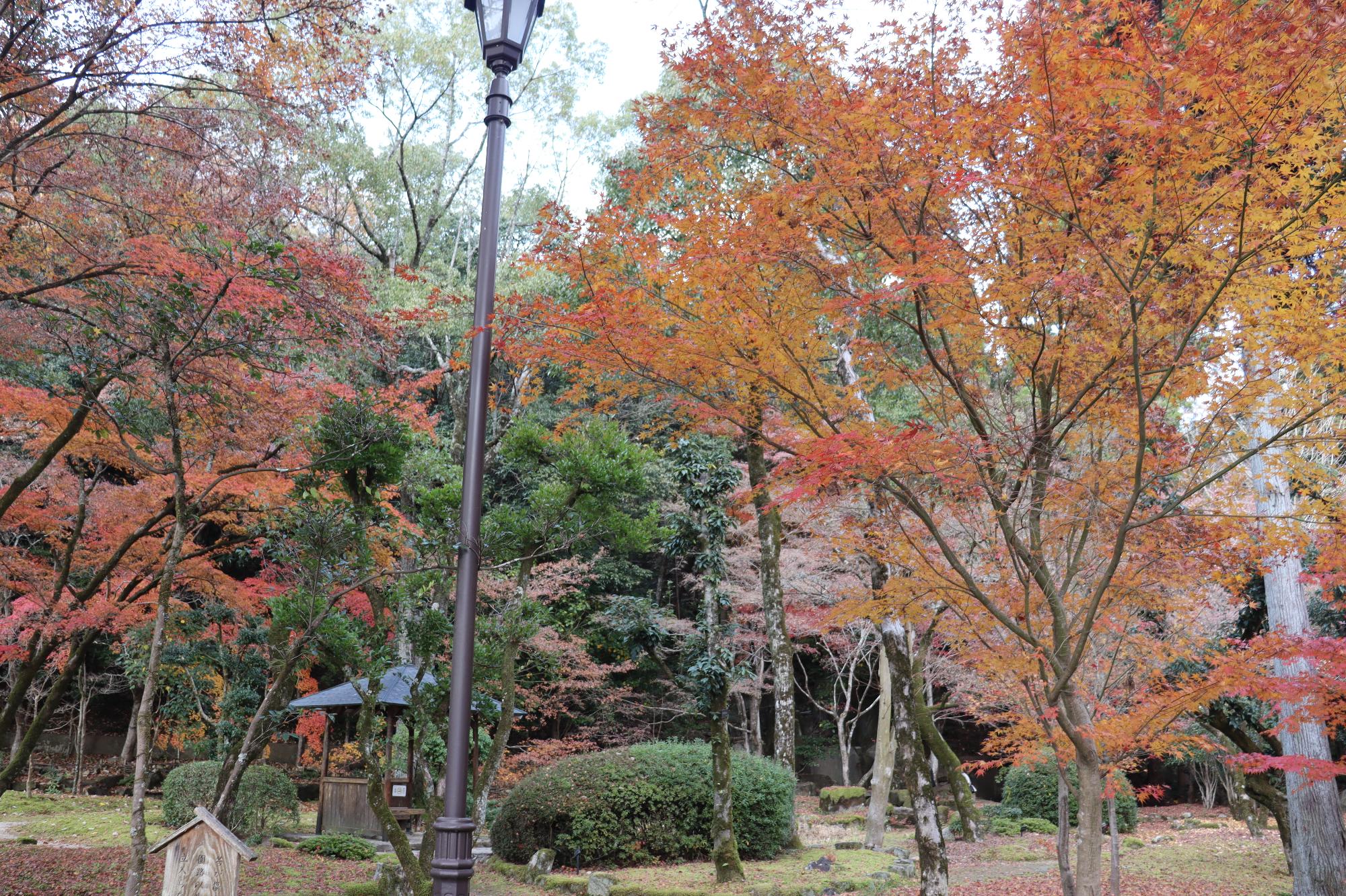 12月3日現在聚遠亭紅葉写真2