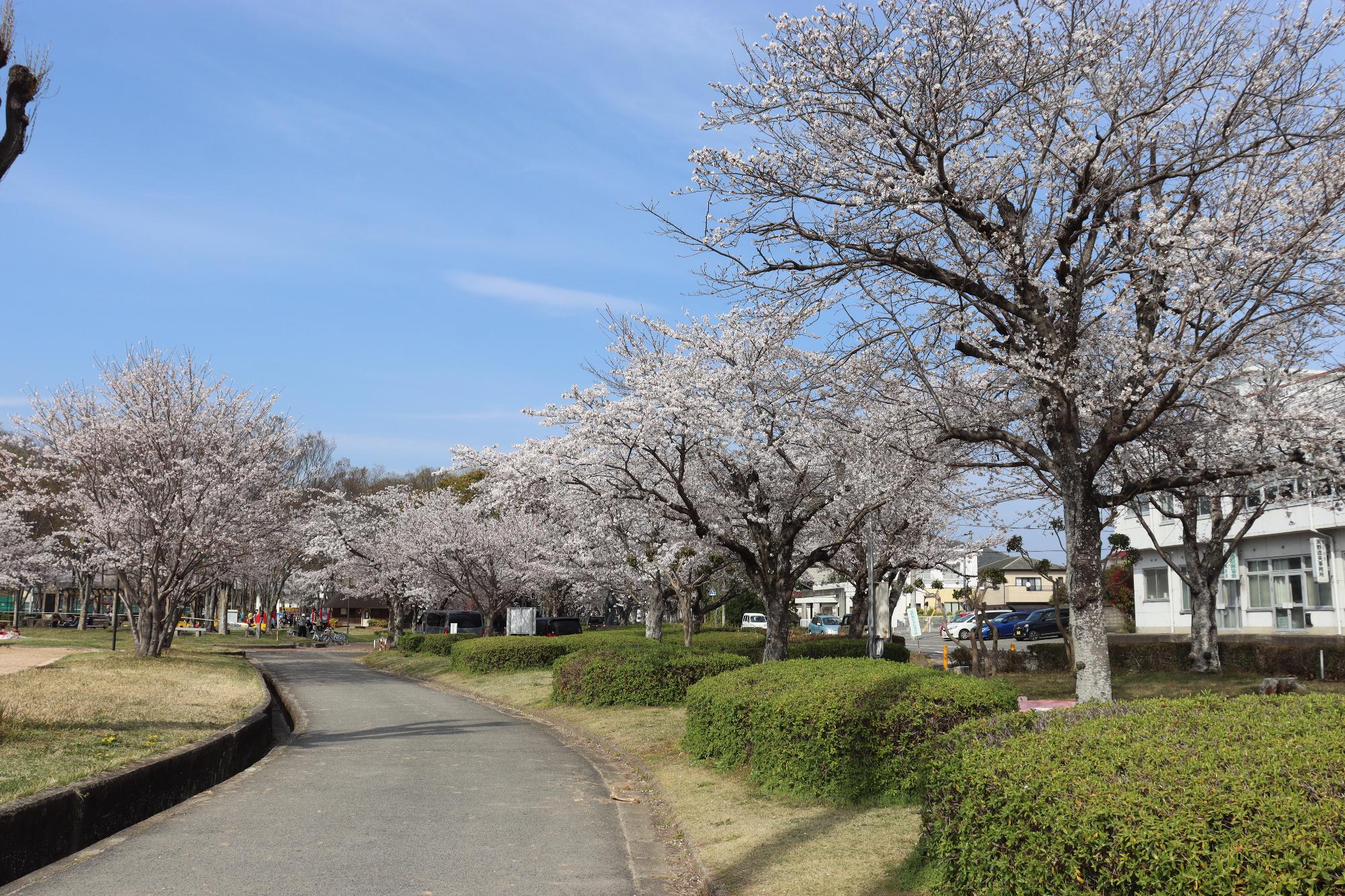 2026年4月3日現在の中川原公園の桜の開花状況1