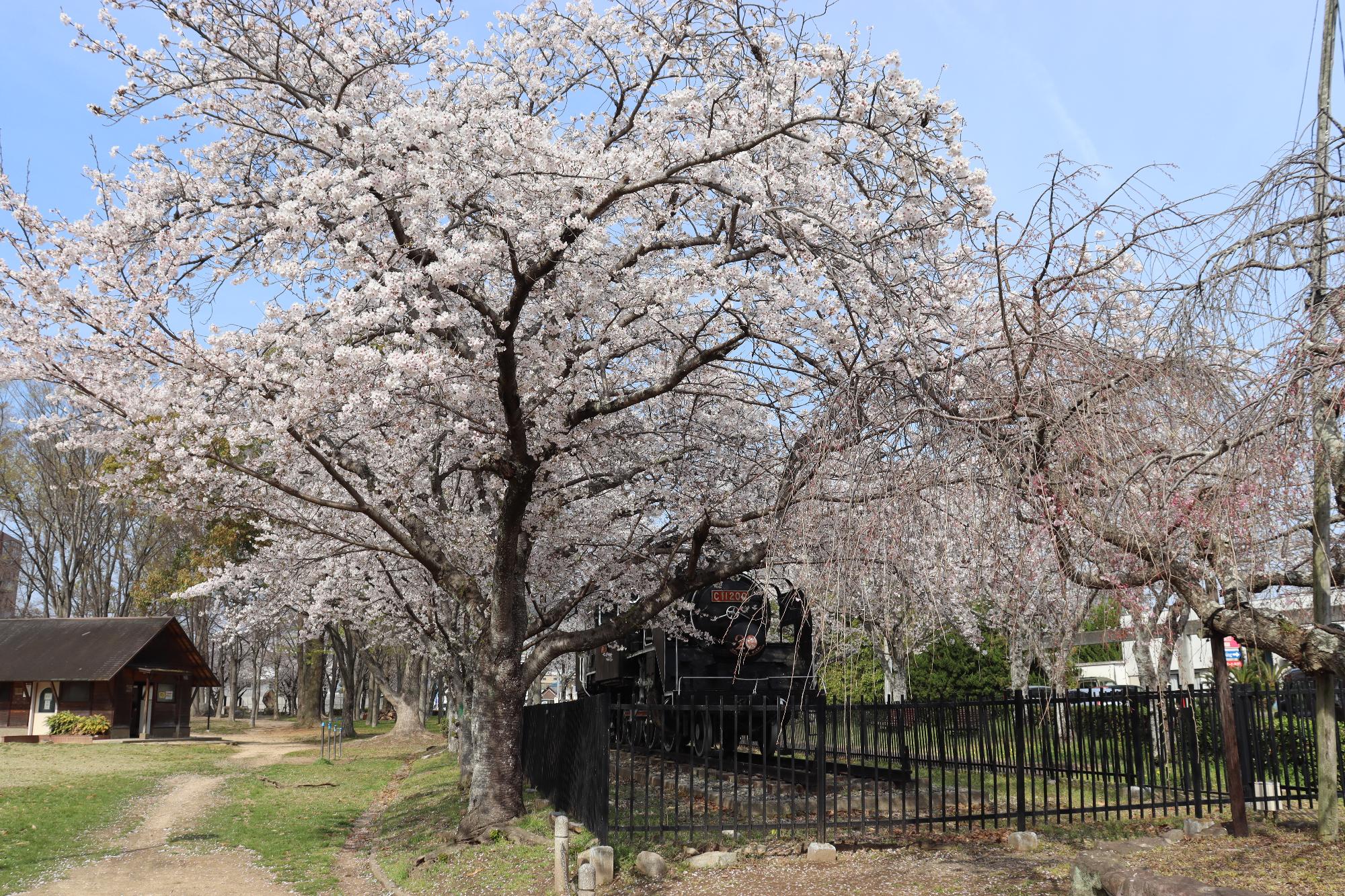 2026年4月3日現在の中川原公園の桜の開花状況2