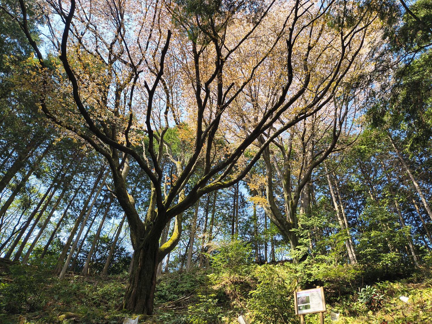 2026年4月3日現在の新宮大山桜の桜の開花状況1