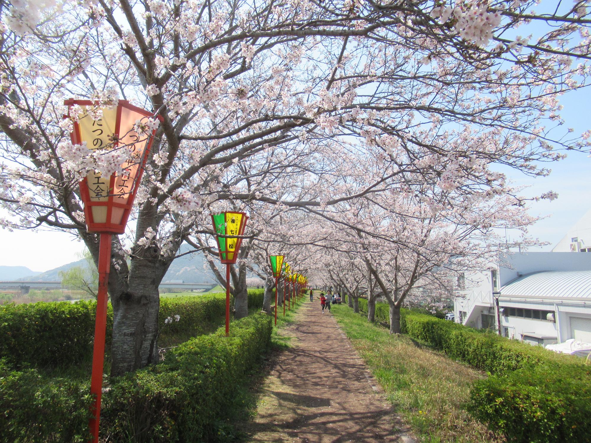 2026年4月3日現在の正條桜づつみの桜の開花状況1