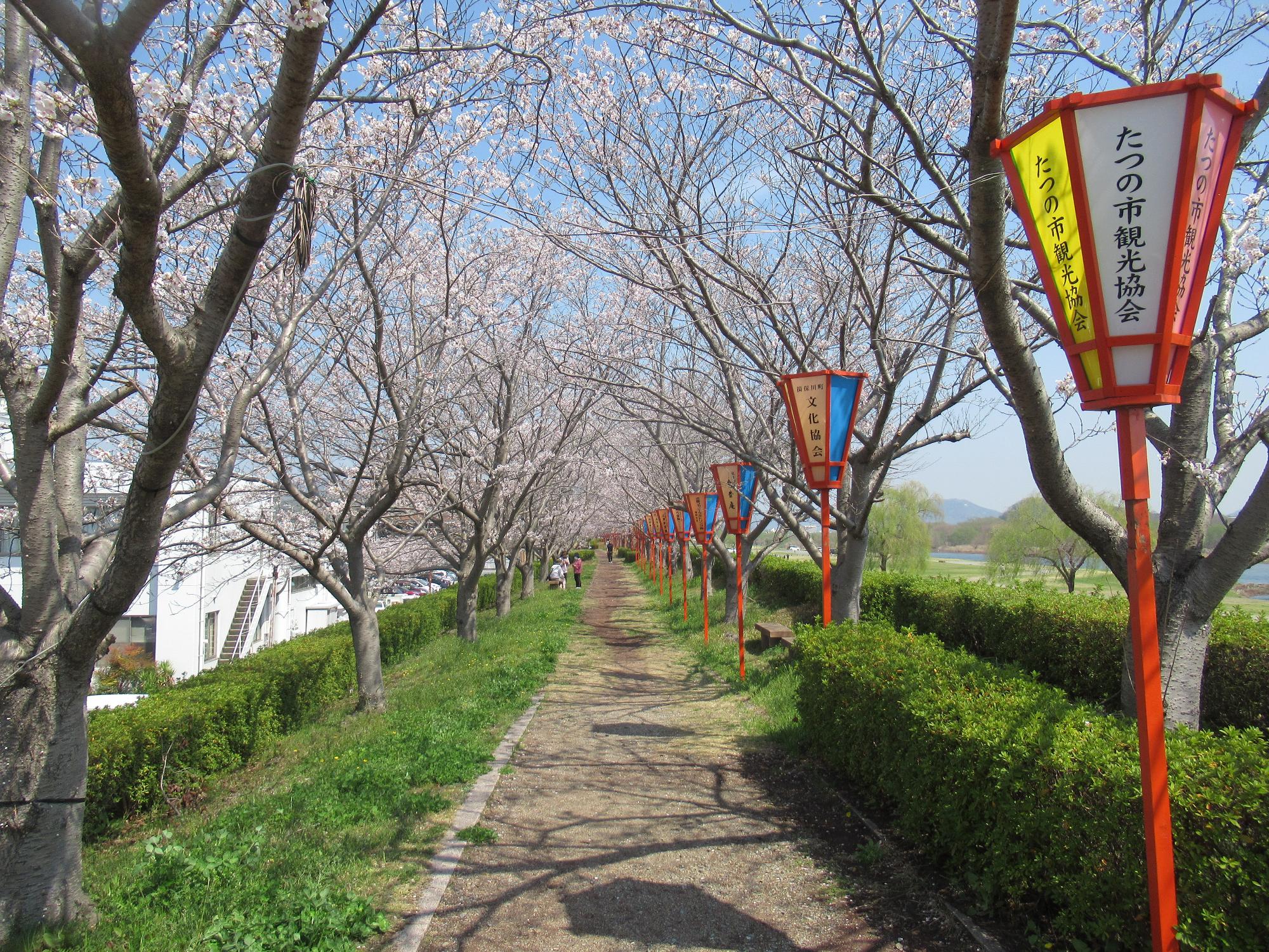 2026年4月3日現在の正條桜づつみの桜の開花状況2
