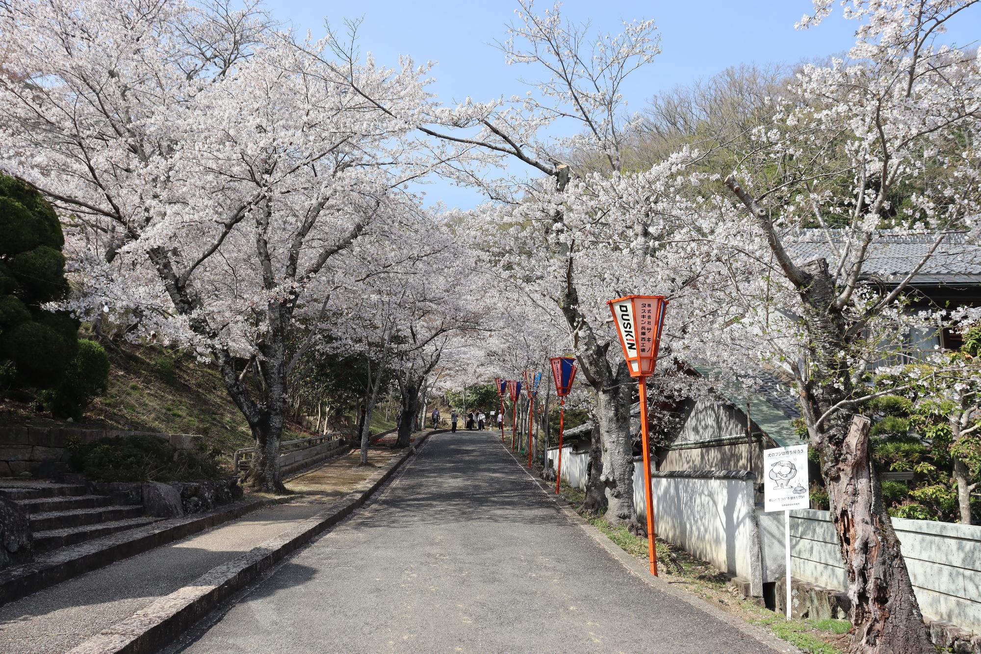 2026年4月3日現在の龍野公園の桜の開花状況1