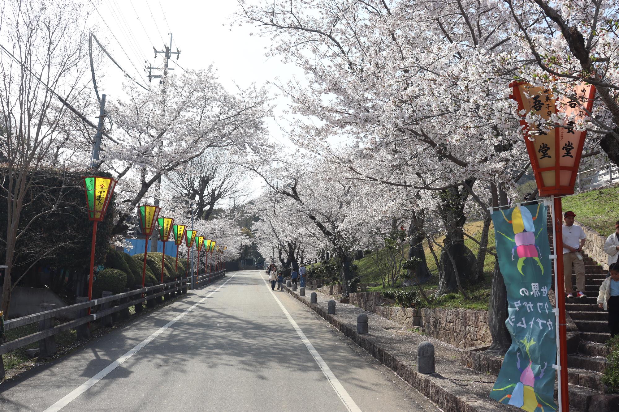 2026年4月3日現在の龍野公園の桜の開花状況2