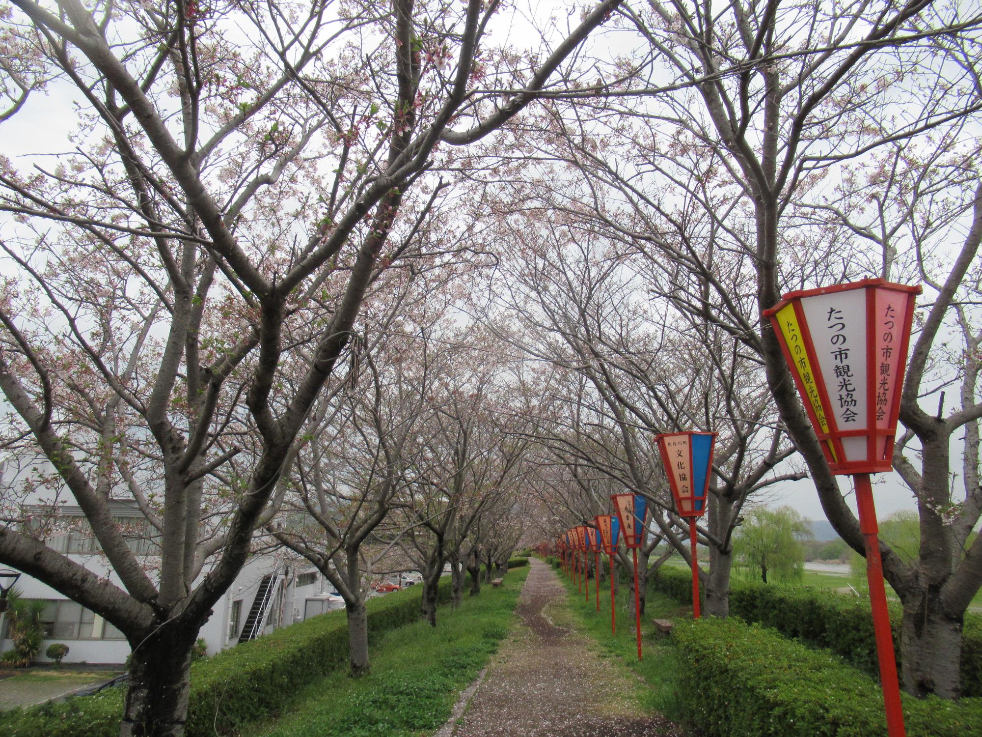 2026年4月10日現在の正條桜づつみの桜の開花状況1