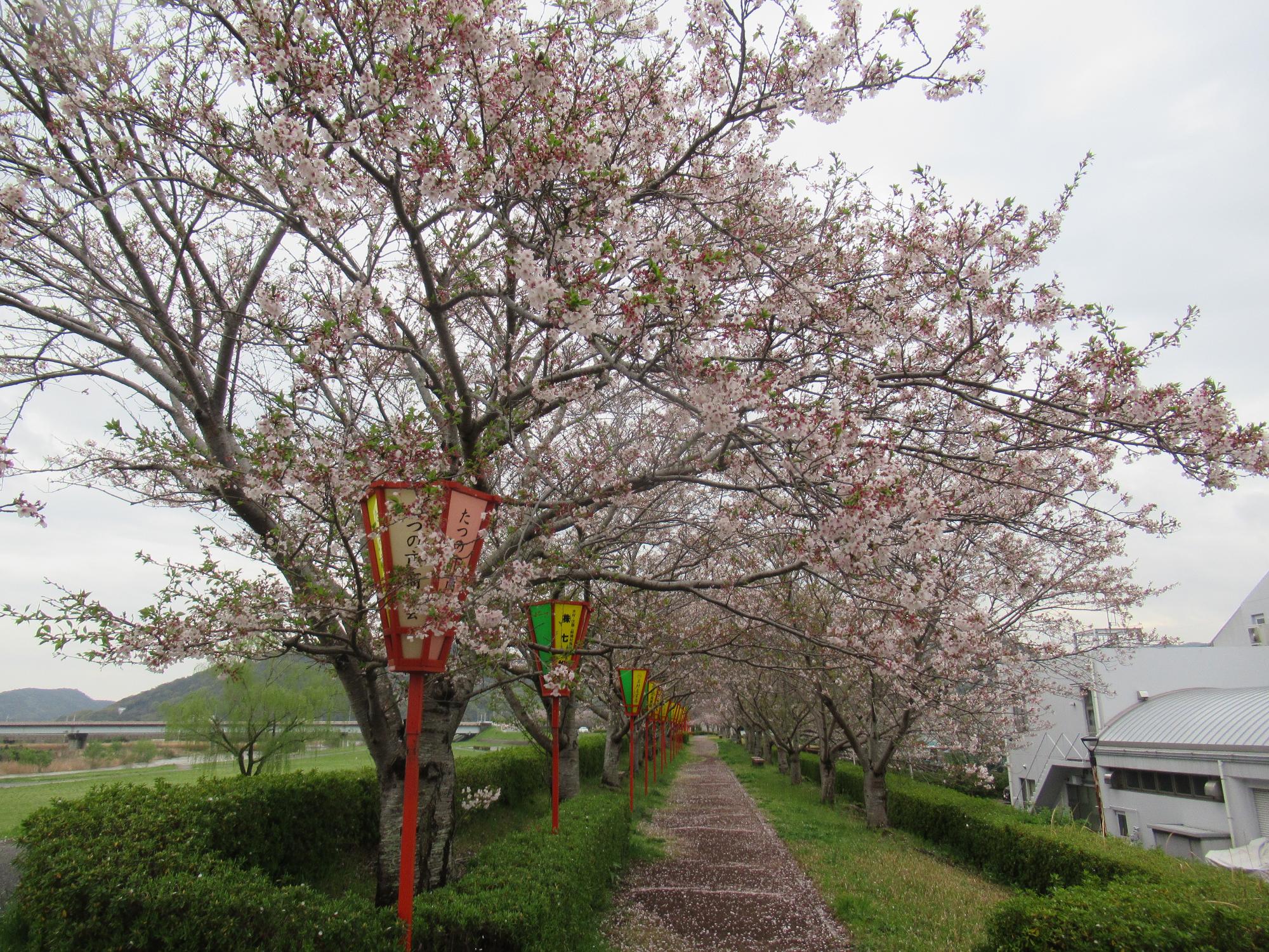 2026年4月10日現在の正條桜づつみの桜の開花状況2