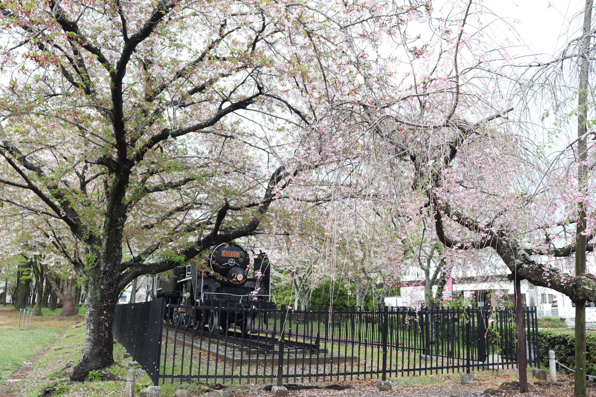 2026年4月10日現在の中川原公園の桜の開花状況2