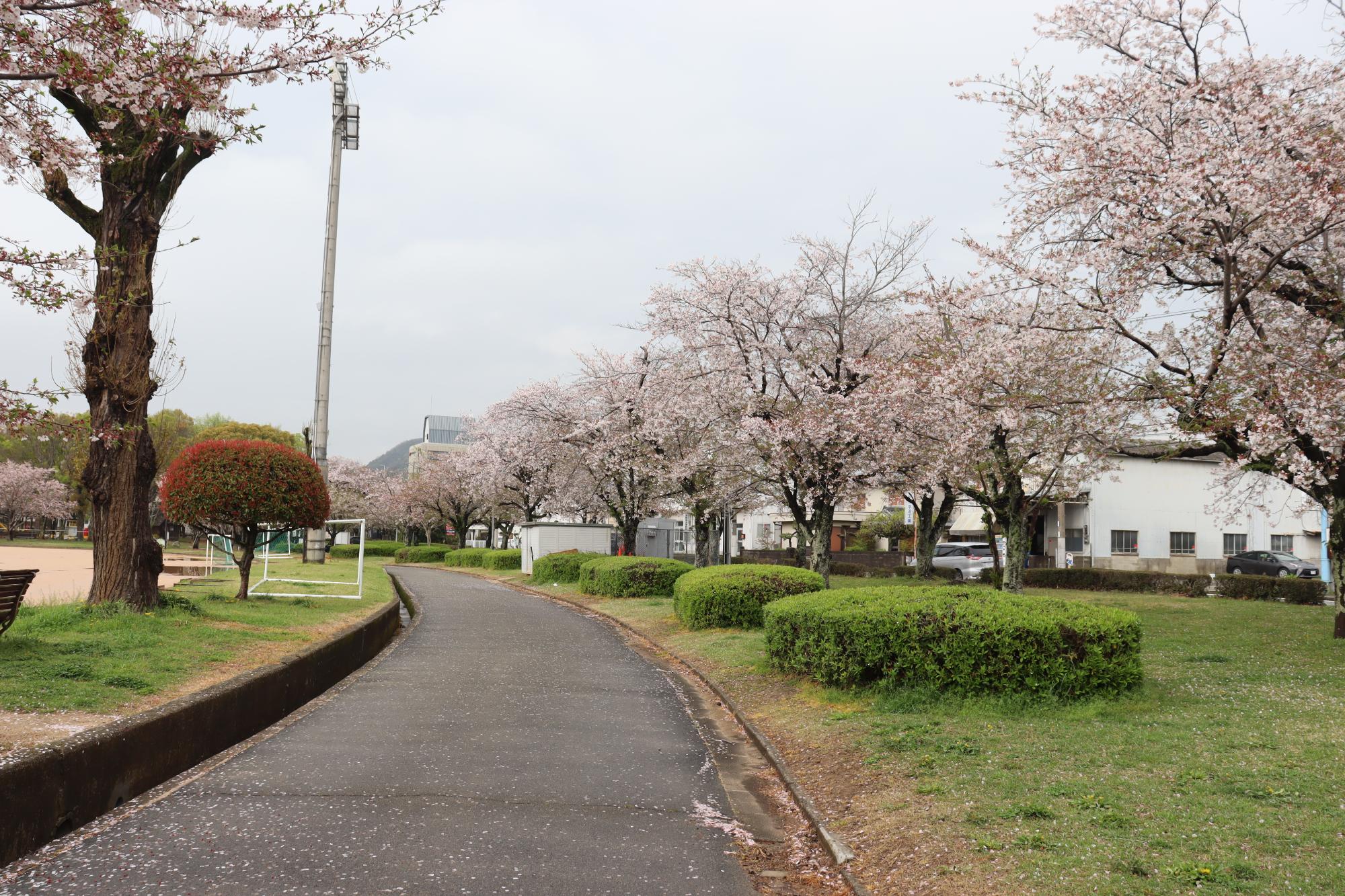 2026年4月10日現在の中川原公園の桜の開花状況1