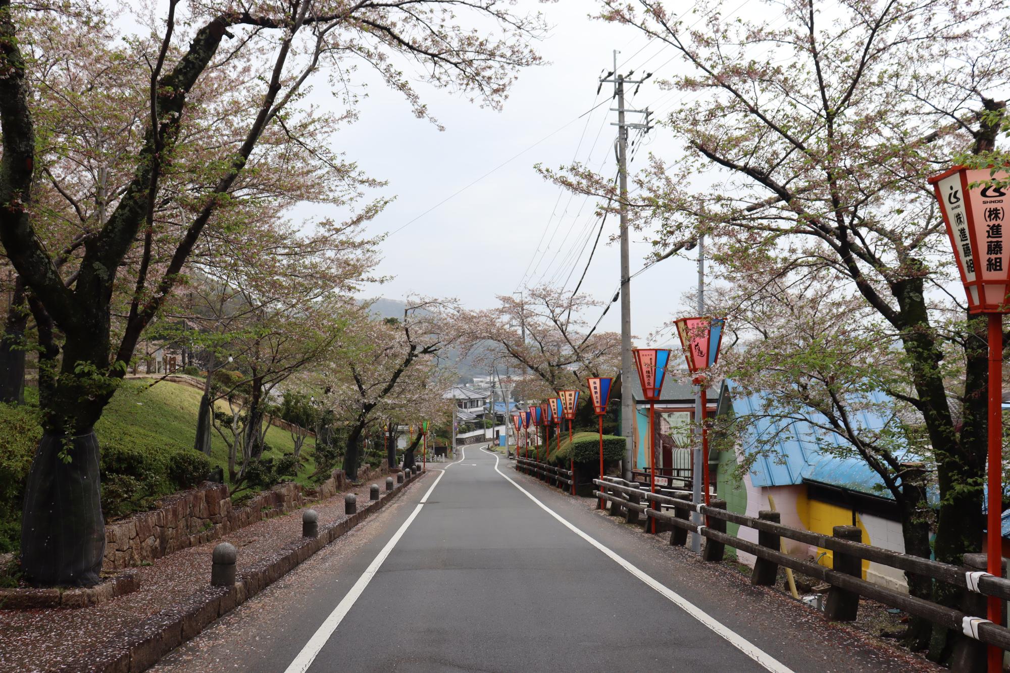 2026年4月10日現在の龍野公園の桜の開花状況2