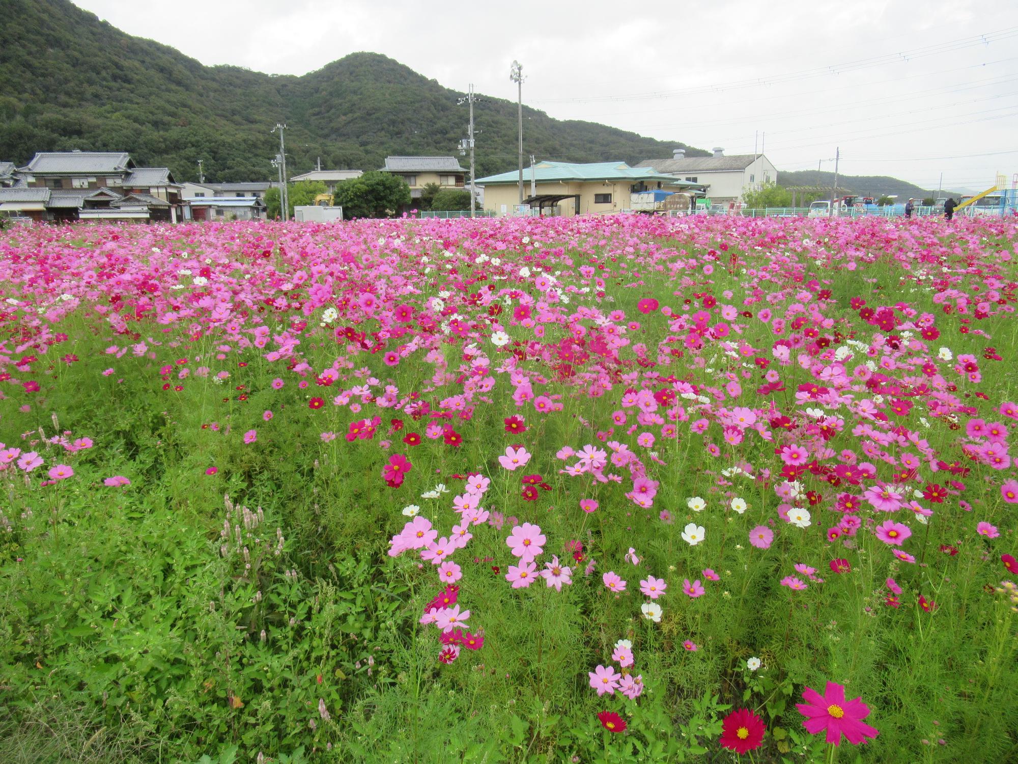 令和8年10月19日時点のコスモス畑の様子1