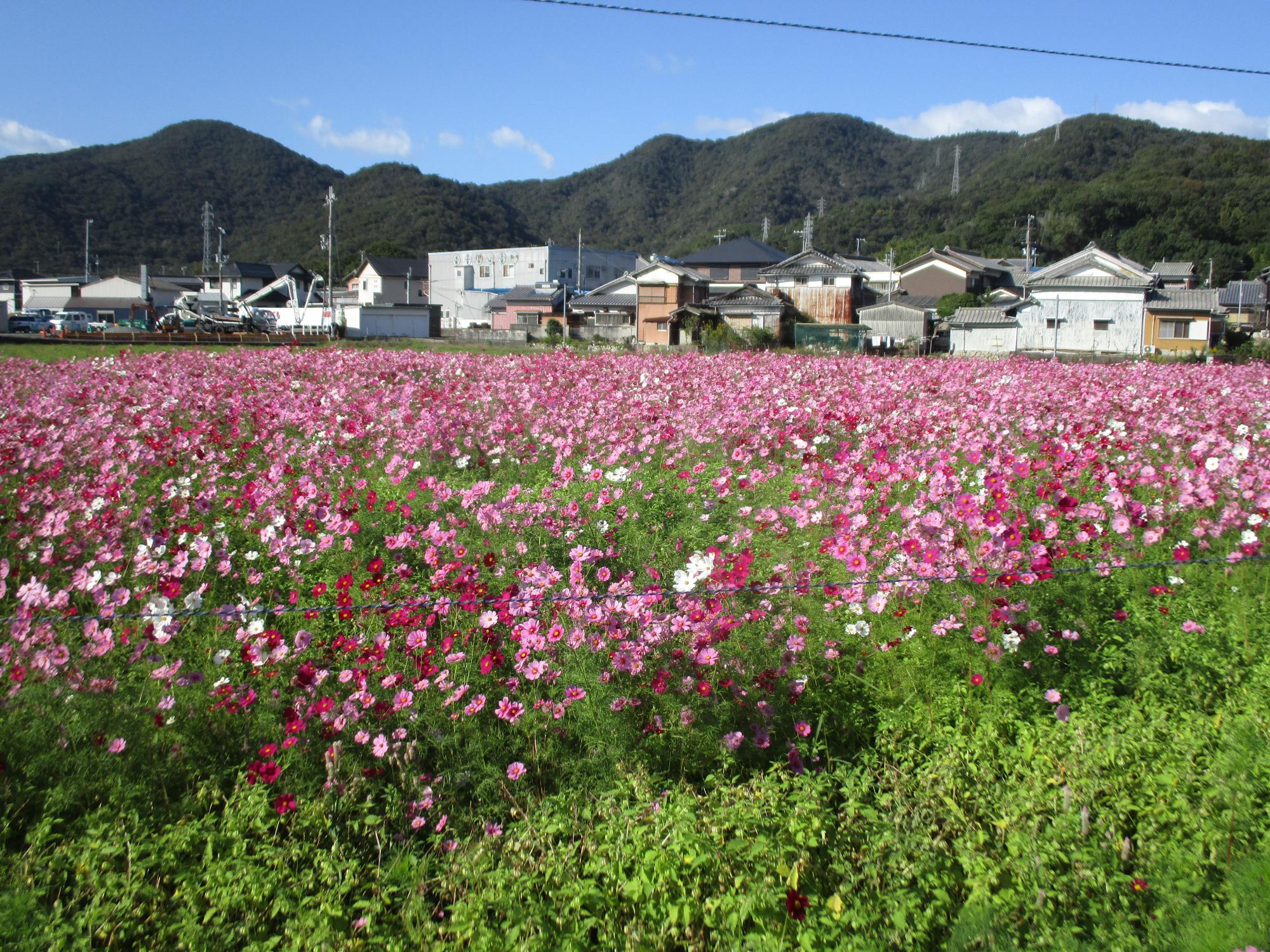 令和8年10月28日時点のコスモス畑の様子1