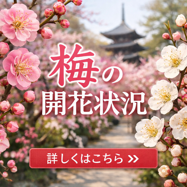 令和7年度梅の開花状況
