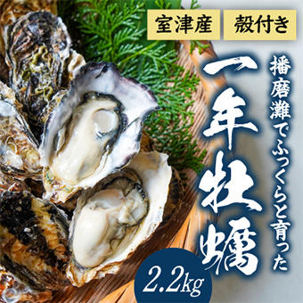 播磨灘でふっくらと育った一年牡蠣2.2キログラム 室津産 殻付き