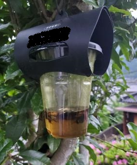葉の生えた木の枝に設置されている透明なカップで作られたハチ取り器に数匹のスズメバチが捉えられている写真