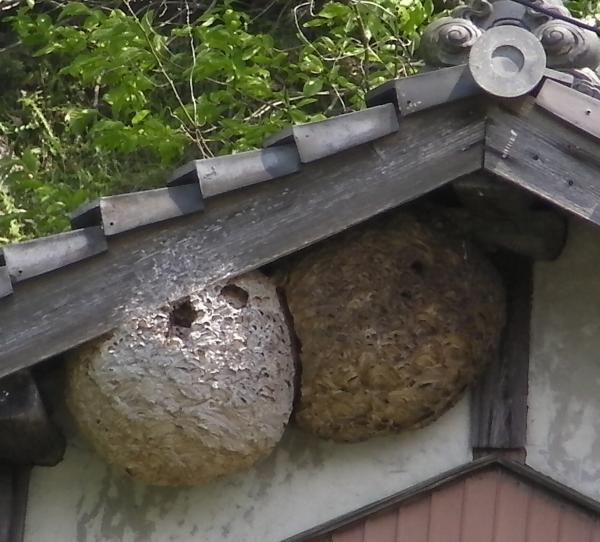 屋根の下に作られた2つの大きなスズメバチの巣の写真