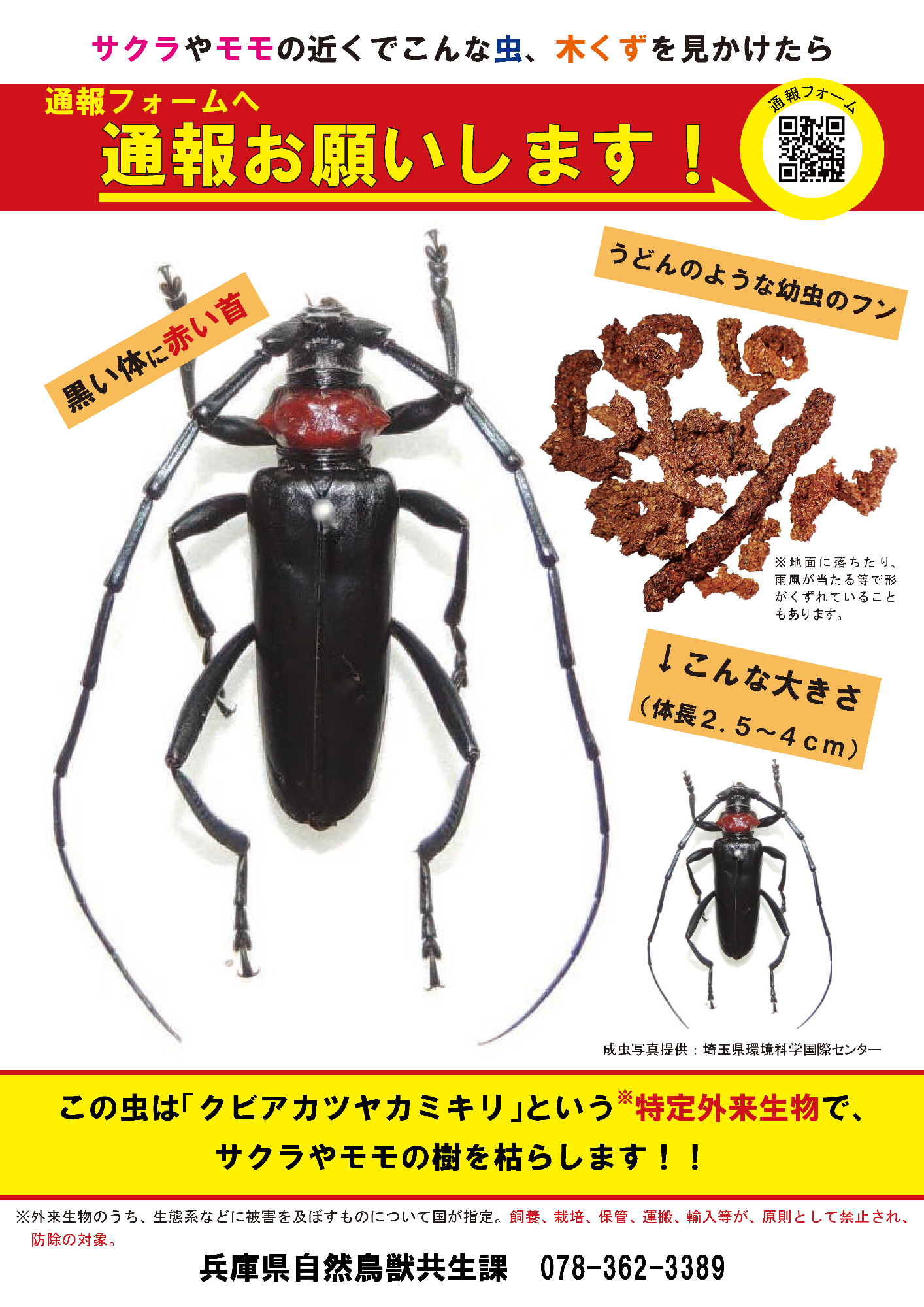 クビアカツヤカミキリ通報のチラシ表面