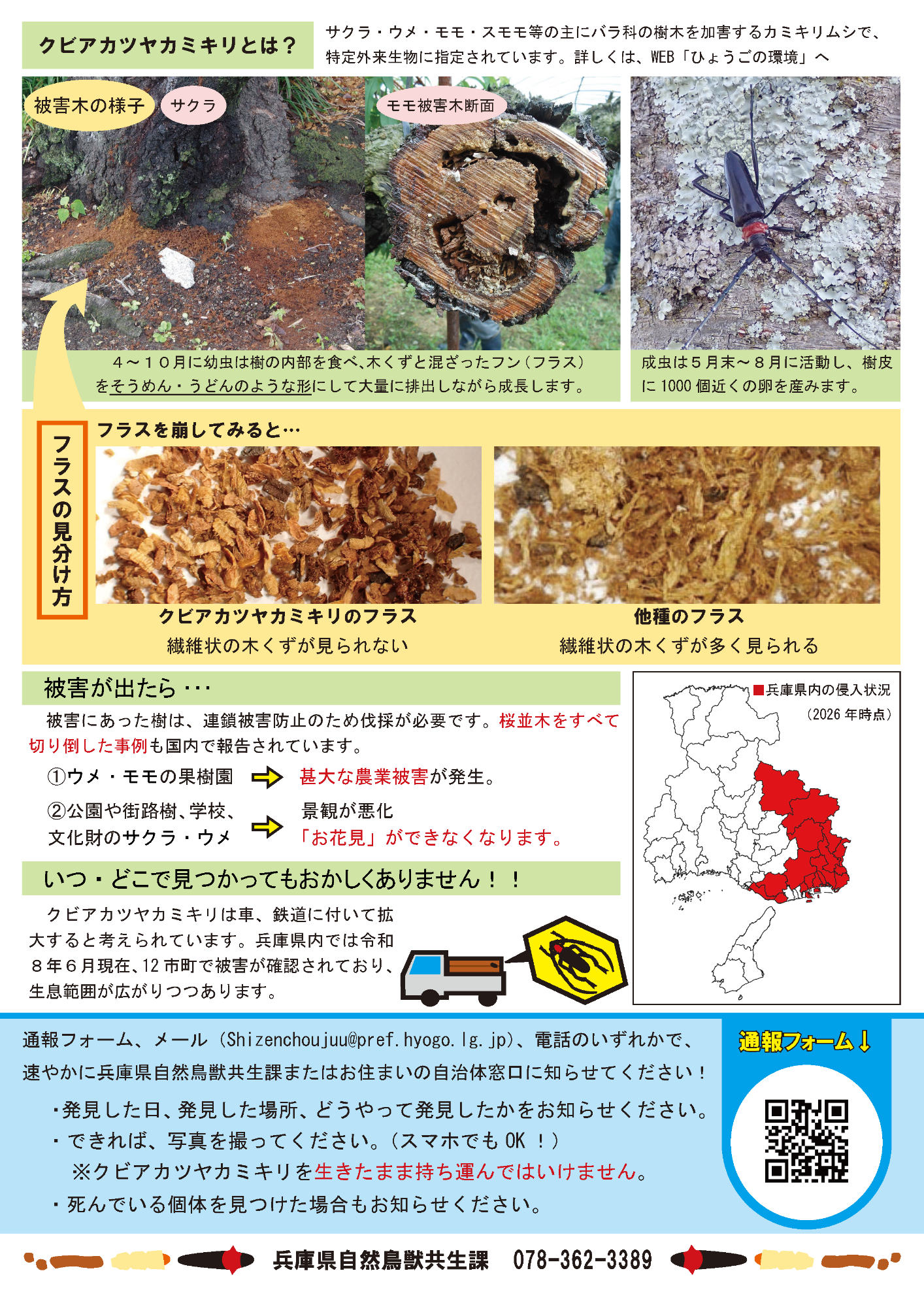 クビアカツヤカミキリ通報のチラシ裏面