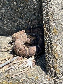ブロック塀の角の陰でとぐろを巻いて隠れている淡褐色のマムシの写真