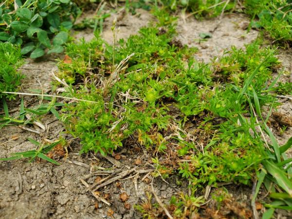 土の地面に生えている青々としたメリケントキンソウの写真