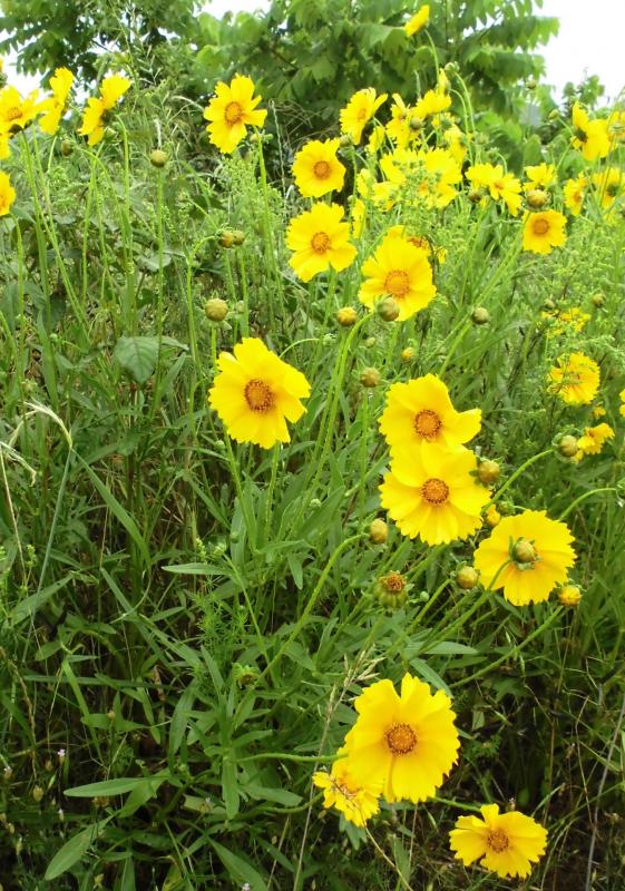青々とした緑の中で背の高い茎の上で黄色の花を咲かせた沢山のオオキンケイギクの写真