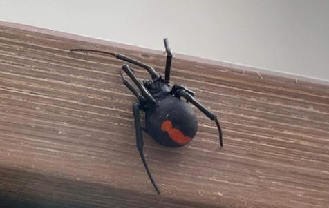 木の枠のようなものの上にいるメスのセアカゴケグモの写真