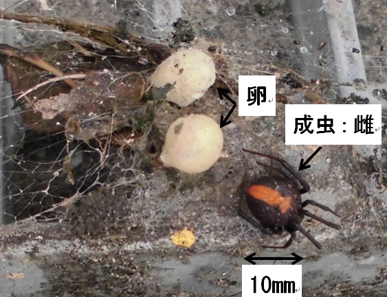 巣を張り2つの卵を守っている10ミリメートルほどのメスのセアカゴケグモの写真