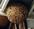 野外の石組の屋根裏のような場所に作られたマーブル模様の丸く大きなスズメバチの巣の写真
