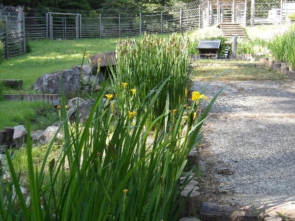 遊歩道沿いに咲いている花菖蒲の写真
