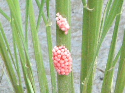 水稲の茎に産卵されたピンク色の卵の塊の写真