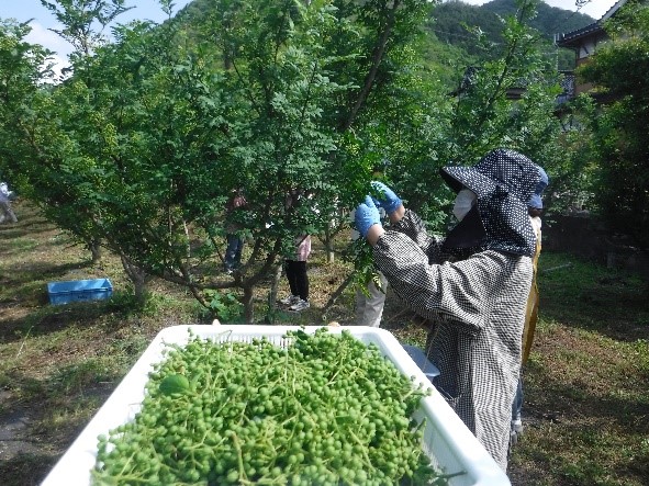 木に実った山椒を農家の方が収穫している様子の写真
