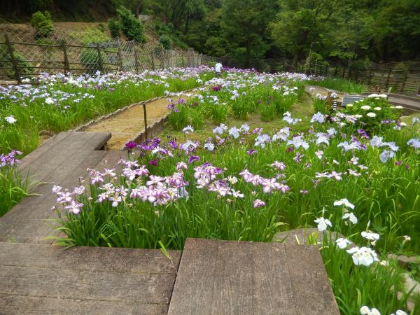 遊歩道の両サイドに花菖蒲の花がたくさん咲いている写真