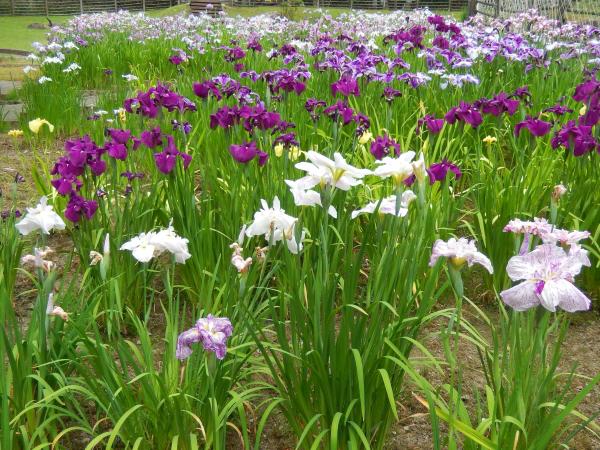 白や紫色の花菖蒲が満開に咲いている写真
