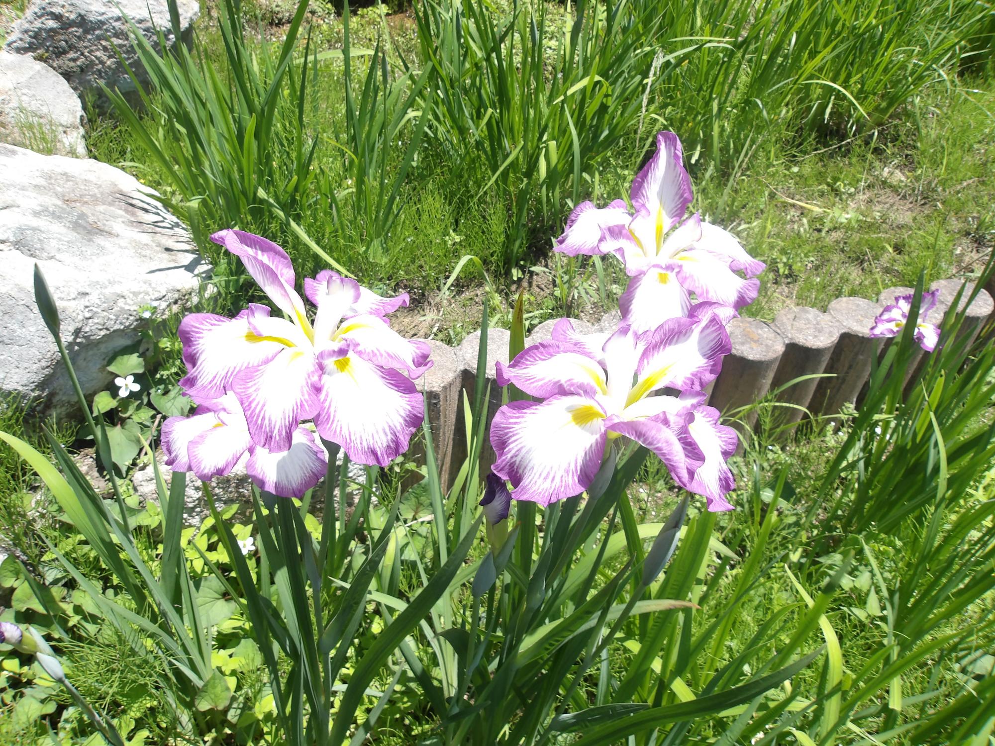 紫色の花菖蒲が咲いている写真