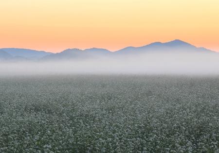 朝霧の中のそば畑とオレンジ色を帯びた空を写した作品