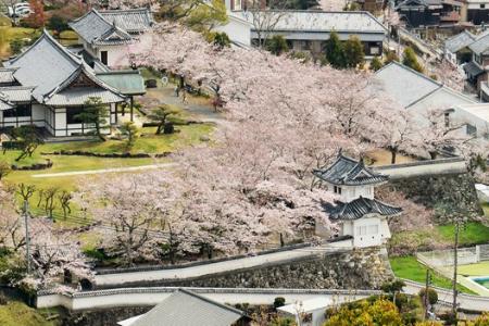 桜が満開の龍野城を写した作品