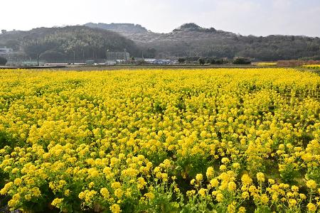 綾部山と菜の花畑を写した作品