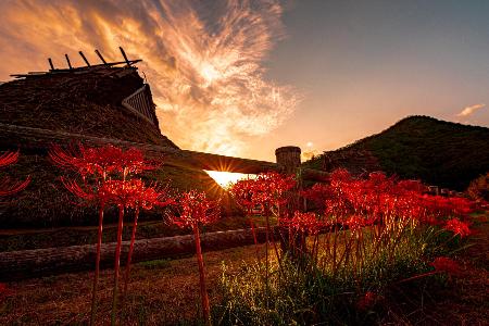 夕陽に照らされて