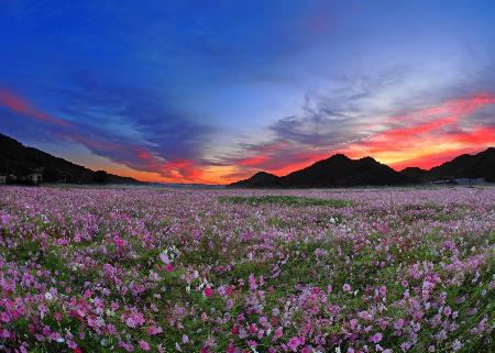 朝焼けのコスモス畑