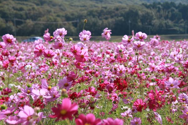 薄いピンクや濃いピンクのコスモスの花が畑一面に咲いている写真