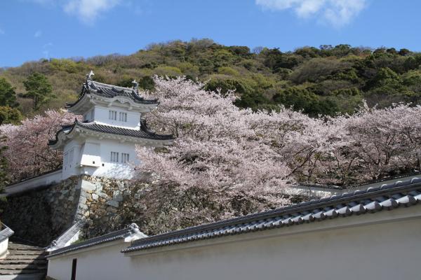 青空の下、満開の桜で囲まれている城の写真