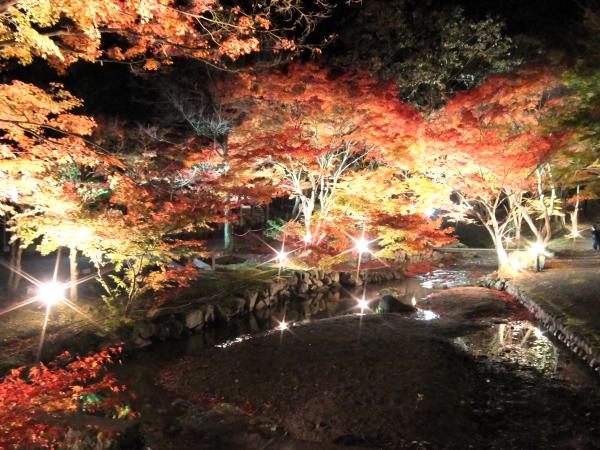 東山公園内の小川の両脇の赤々としたもみじがライトアップされている写真