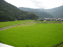 青々とした山と稲の映っている眺望写真