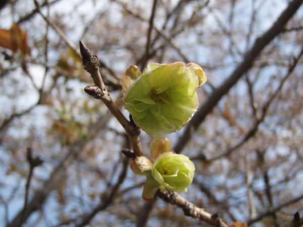 青空に映る木々の枝を背景に、枝に咲いた蕾が咲こうとしている瞬間の写真