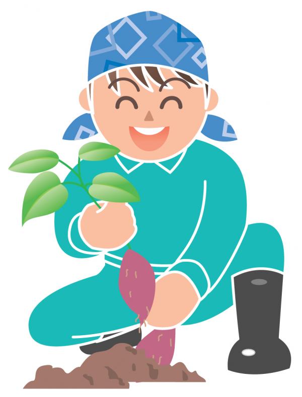 農家の男性が、笑顔でサツマイモを引き抜いて収穫しているイラスト