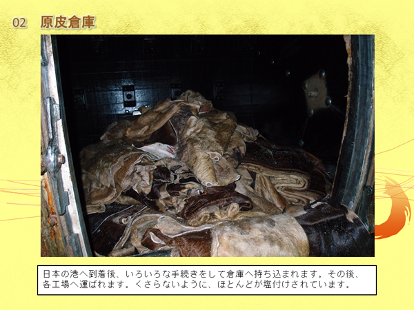 原皮倉庫に入っているたくさんの皮の写真と「日本の港へ到着後、いろいろな手続きをして倉庫へ持ち込まれます。その後、各工場へ運ばれます。くさらないように、ほとんどが塩付けされています。」の文字