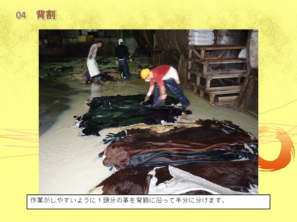 床に置かれた多くの皮を男性が切っている写真と「作業がしやすいように1頭分の革を背筋に沿って半分に分けます。」の文字