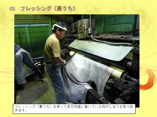男性が皮をローラーがついている機械にかけて作業している写真と「フレシング（裏うち）を使って皮の肉面に着いている肉やしぼうを取り除きます。」の文字