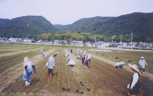 多くの人が畑に入って、間引きをしている写真