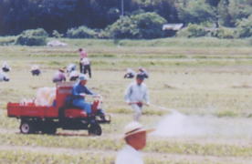 男性が三輪の運搬車からホースを伸ばして消毒をしている写真